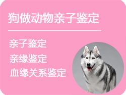 江苏省狗做动物亲子鉴定
