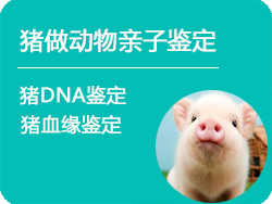 江苏省猪做动物亲子鉴定